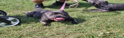Staffordshire Bull Terrier dogs for sale: Staffordshire bull terriers - Advert 7