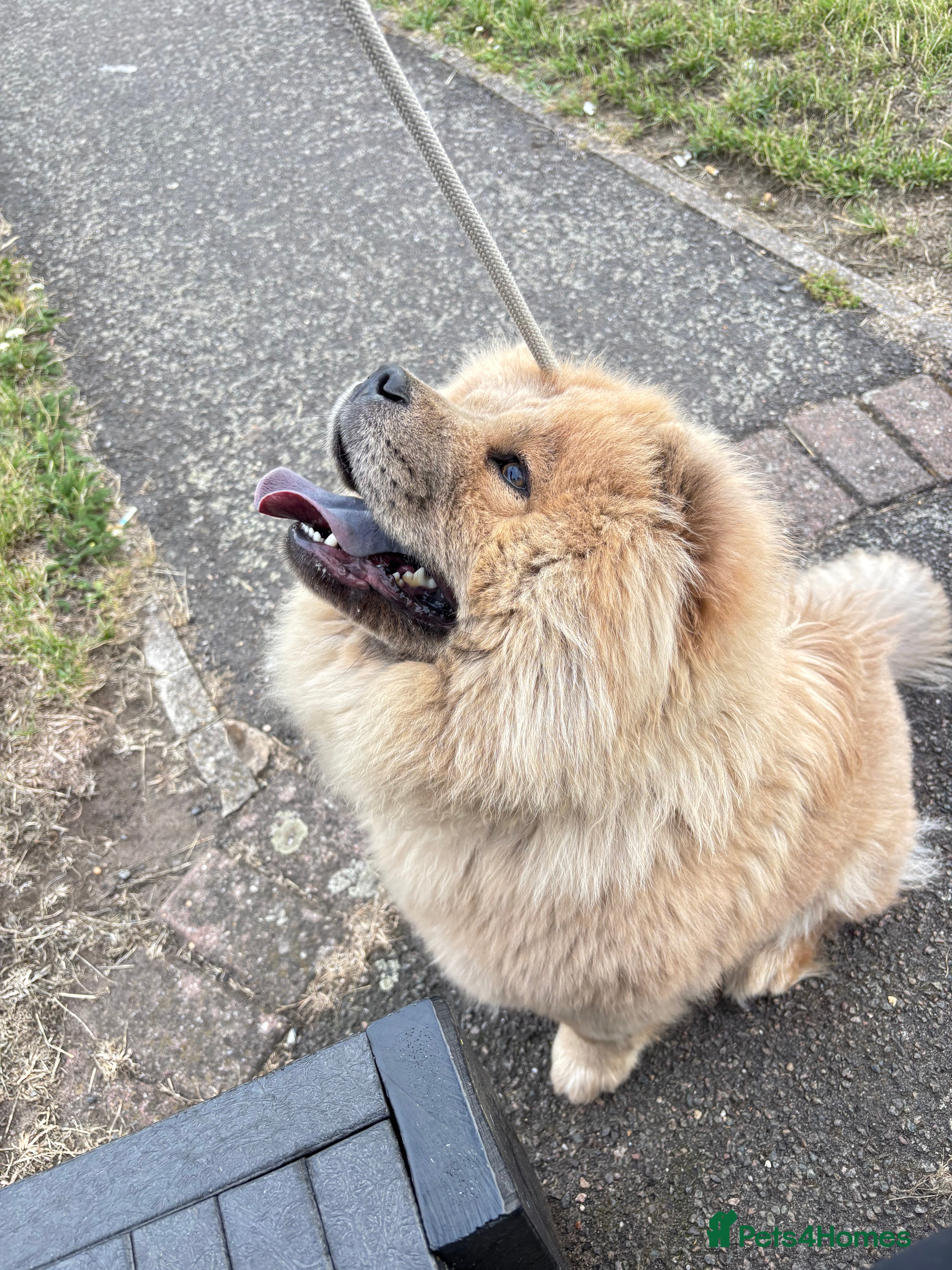 Mixed Breed dogs Chowpom puppies - Advert 2