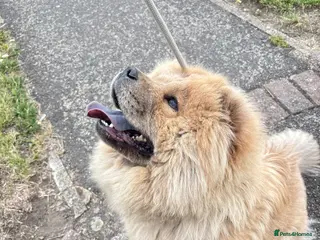 Mixed Breed dogs Chowpom puppies - Advert 3