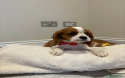 Cavalier King Charles Spaniel dogs for sale: Extensively health tested parent cavalier puppy’s  - Image 19