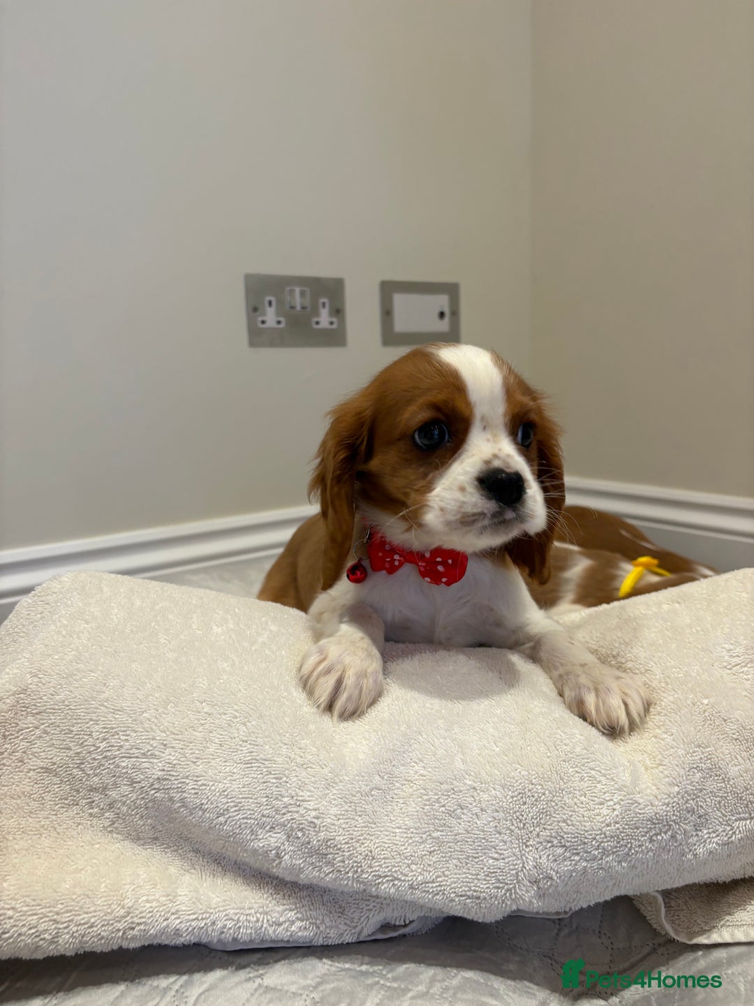 Cavalier King Charles Spaniel dogs for sale: Extensively health tested parent cavalier puppy’s  - Image 19