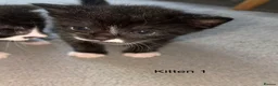 Domestic Shorthair cats for sale: 3 Black/Grey/Tabby Kittens - Advert 10