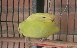 Budgerigars birds for sale: Baby Budgies  - Image 6