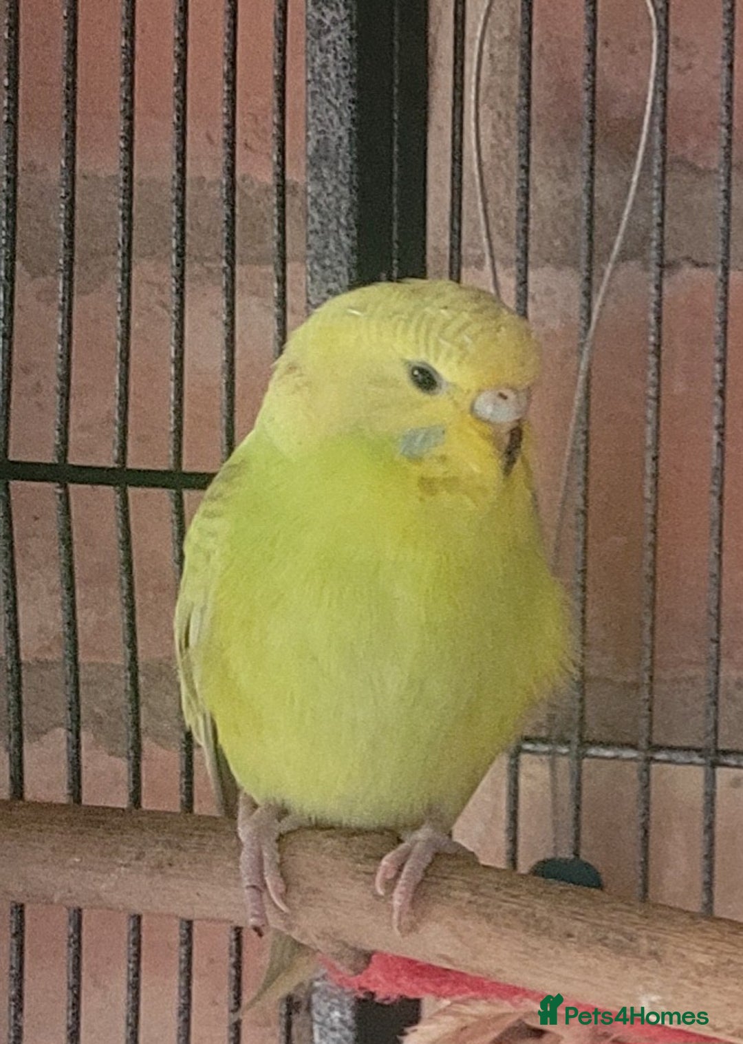 Budgerigars birds for sale: Baby Budgies  - Image 6