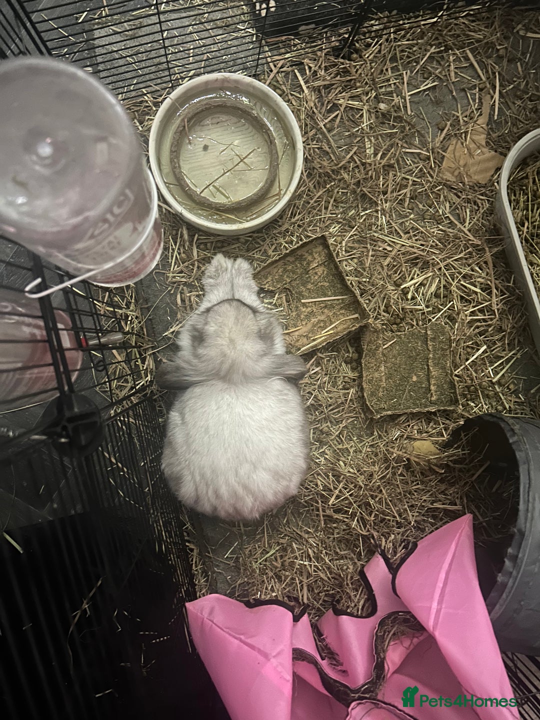 Lionhead rabbits for sale: Neutered lionhead lop rabbits - Advert 5