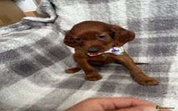 Irish Setter dogs for sale: Out standing litter of kc reg Irish setters - Image 8