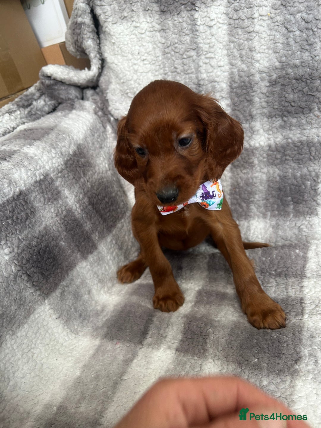 Irish Setter dogs for sale: Out standing litter of kc reg Irish setters - Image 8