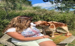 Brittany Spaniel dogs for adoption: Wilfred, a gorgeous Brittany - Image 4