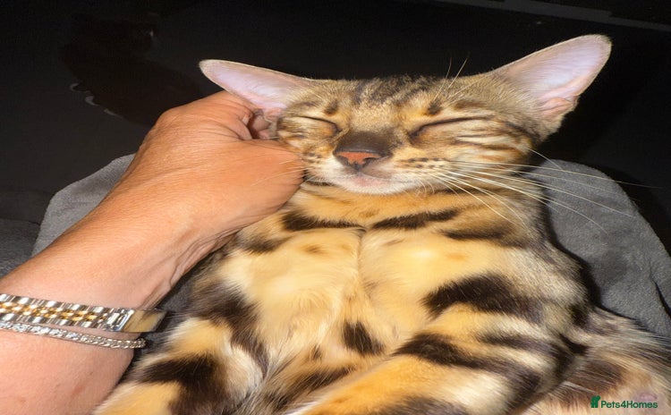 Bengal cats - Advert 9