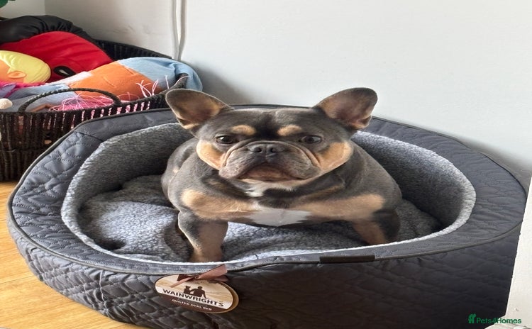 French Bulldog dogs - Advert 9