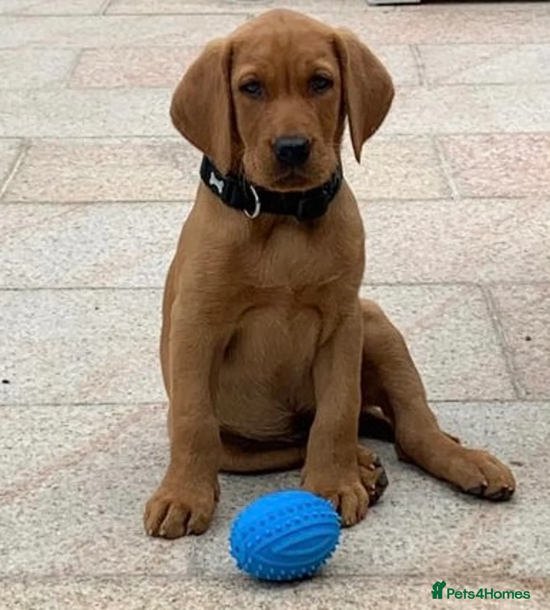 Labrador Retriever dogs for stud: Extensively Health Tested Fox Red Labrador Stud in Totnes - Advert 21