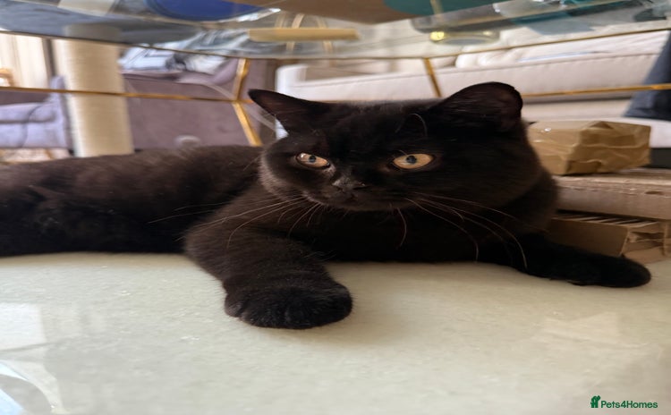 British Shorthair cats - Advert 2