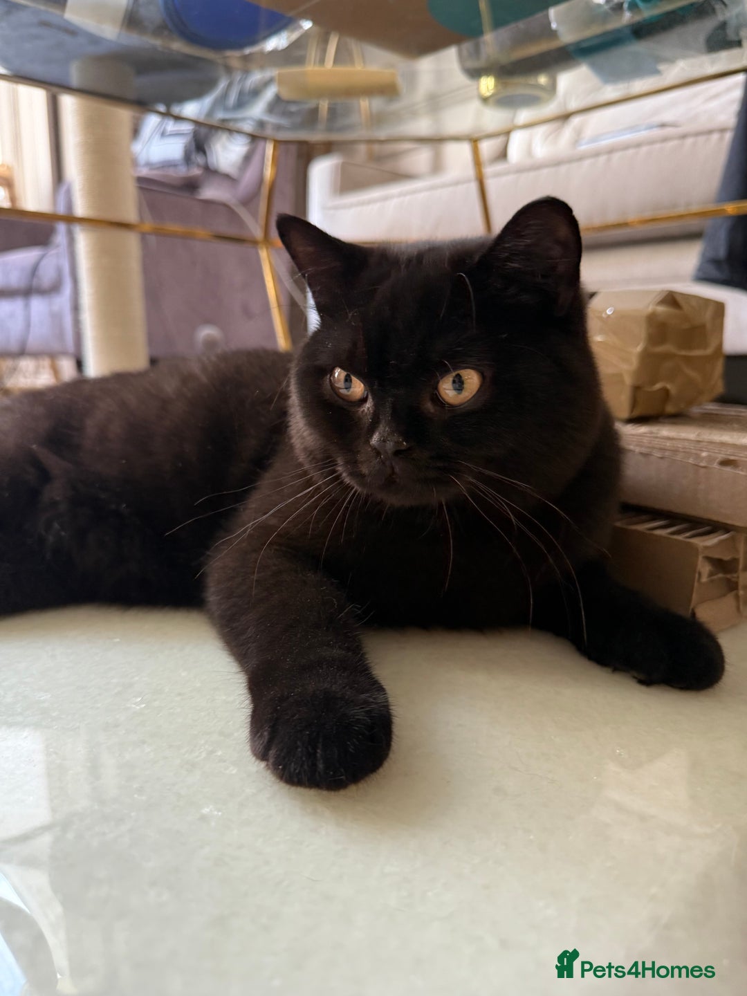British Shorthair cats for sale: Black chunky boy 🖤🐈‍⬛ - Image 1