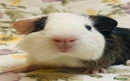 Guinea Pig rodents for sale: Pretty Baby boy Guineapigs ready to reserve  - Image 2
