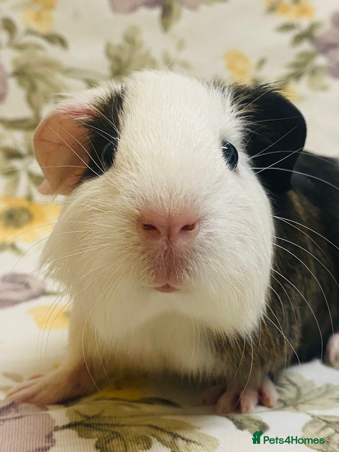 Guinea Pig rodents for sale: Pretty Baby boy Guineapigs ready to reserve  - Image 2