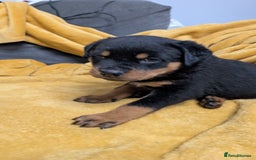 Rottweiler dogs for sale: Rottweiler puppies  - Image 24