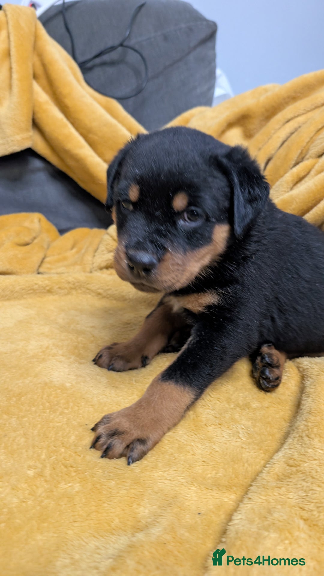 Rottweiler dogs for sale: Rottweiler puppies  - Image 24