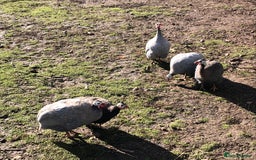 Guinea Fowl poultry for sale: A breeding mob of Guinea fowl - Image 2