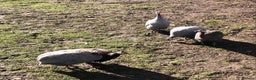 Guinea Fowl poultry for sale: A breeding mob of Guinea fowl - Advert 2