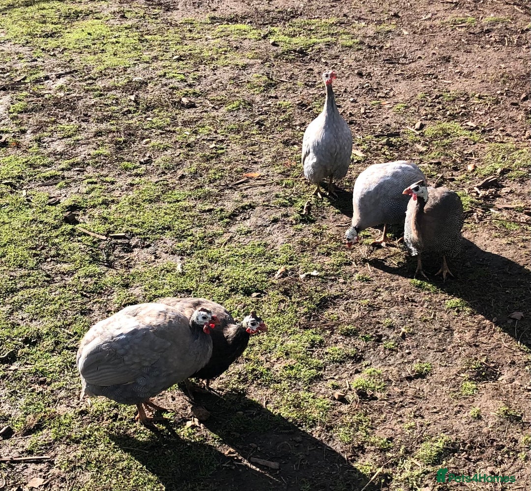 Guinea Fowl poultry for sale: A breeding mob of Guinea fowl - Image 2