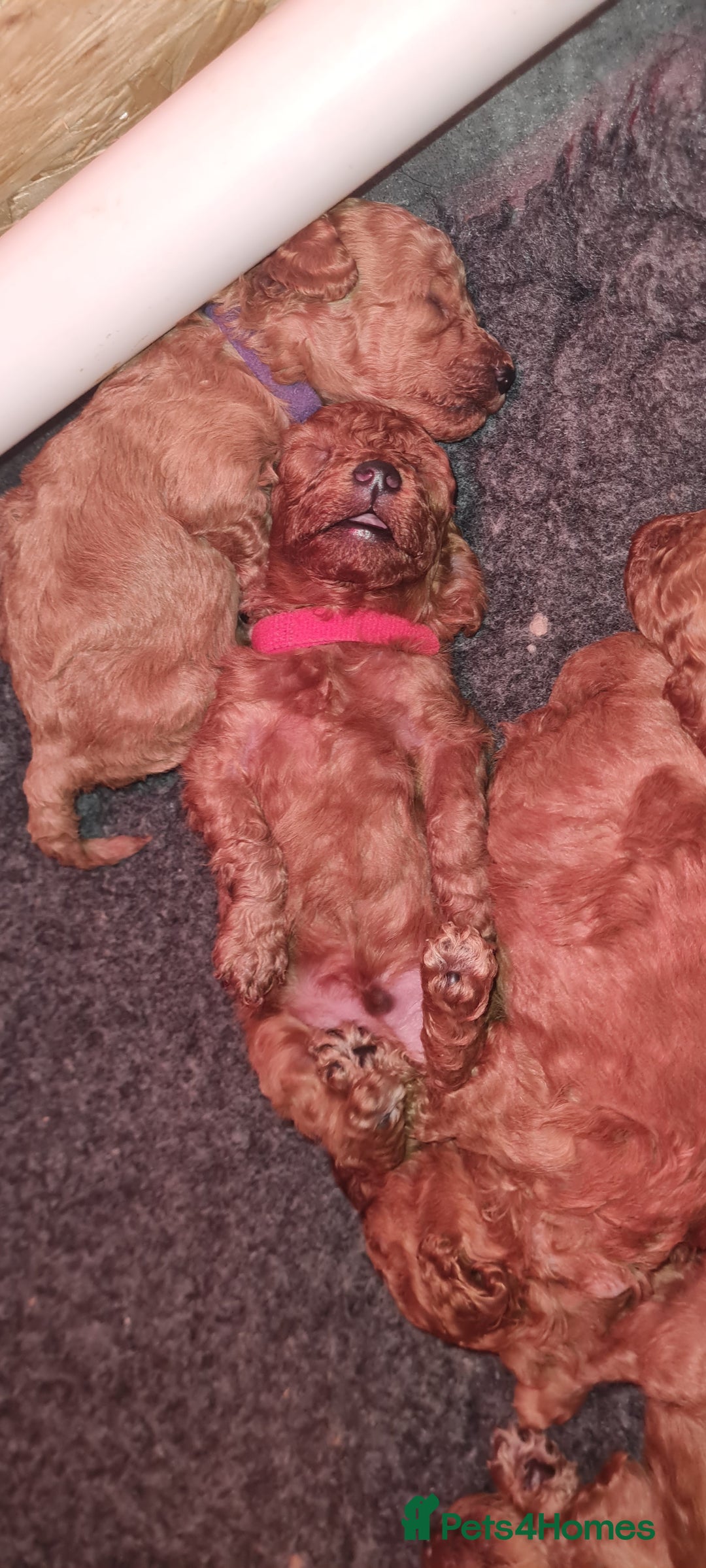 Toy Poodle dogs for sale: Toy miniature poodle - Advert 5