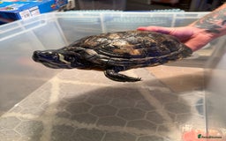 Terrapin reptiles for sale: Turtles - Image 7