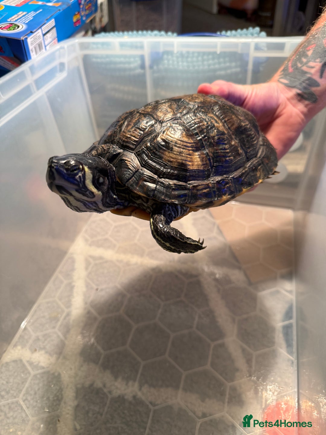 Terrapin reptiles for sale: Turtles - Image 7