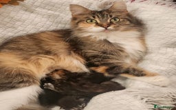 Maine Coon cats for sale: New litter Maine coon Kittens 100% Pedigree - Image 2