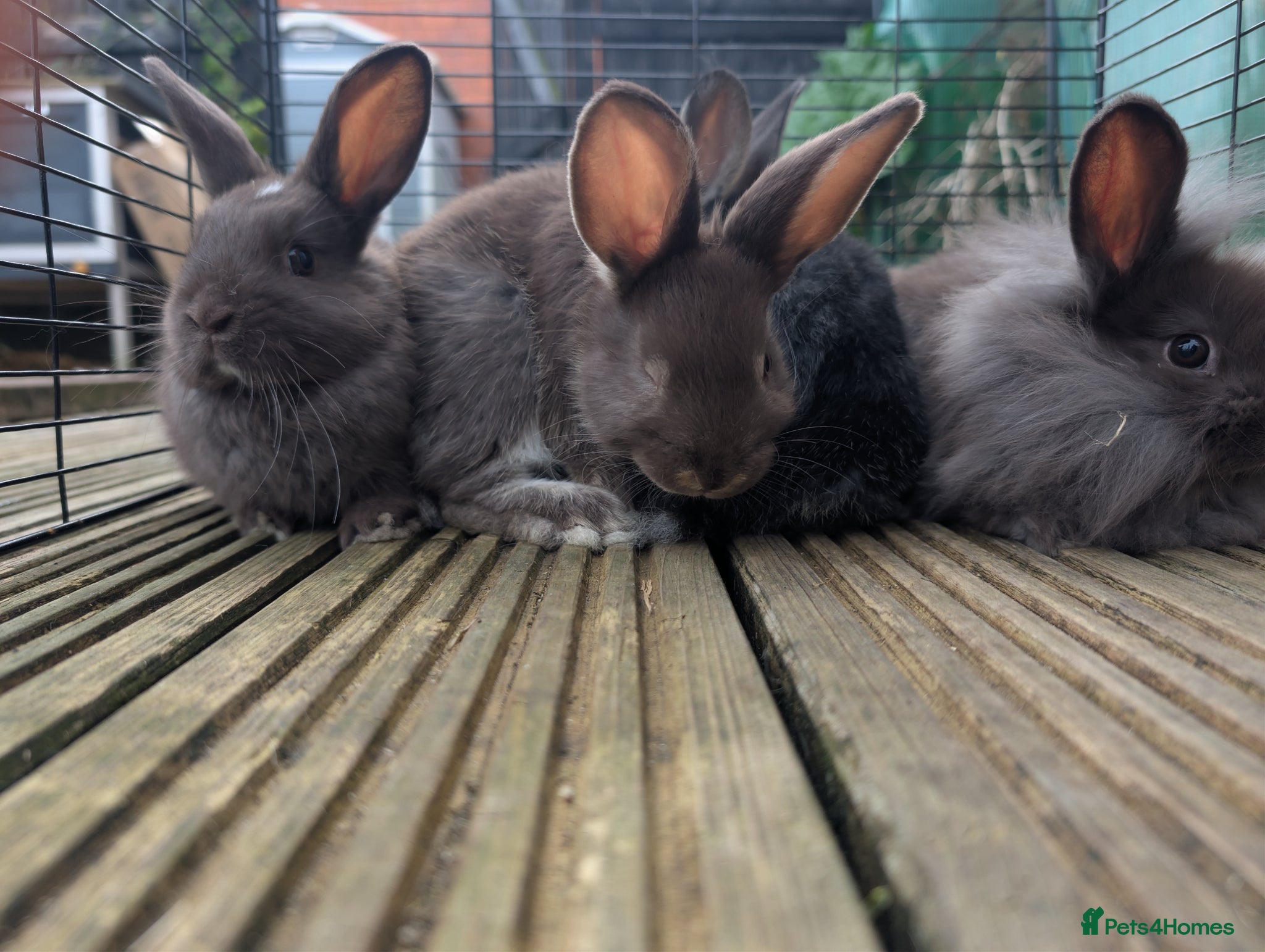 Mixed Breed rabbits Baby bunnys - Advert 1