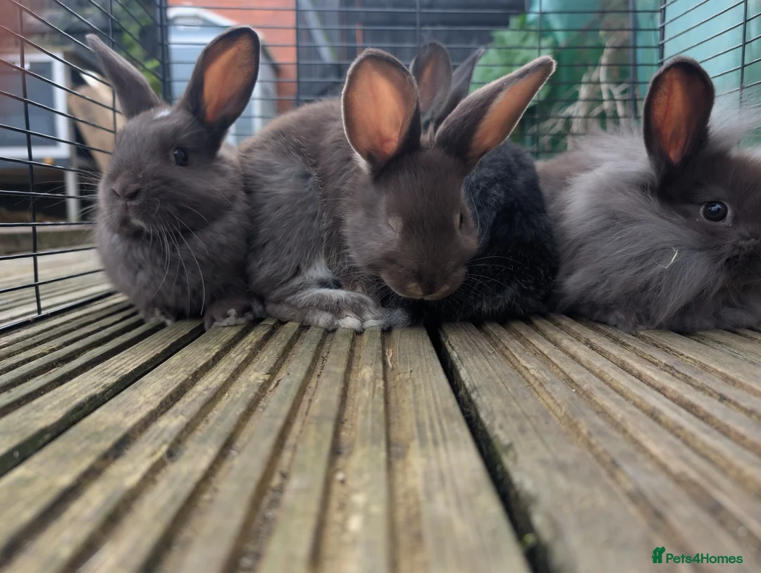 Mixed Breed rabbits for sale: Baby bunnys in Holywell - Advert 1
