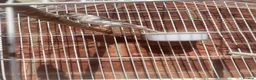 Canaries birds for sale: IP24 2jp hood way Thetford  in Thetford - Advert 3