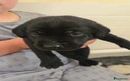 Labrador Retriever dogs for sale: Labrador pups kc registered *1 boy left* in Edinburgh - Image 10