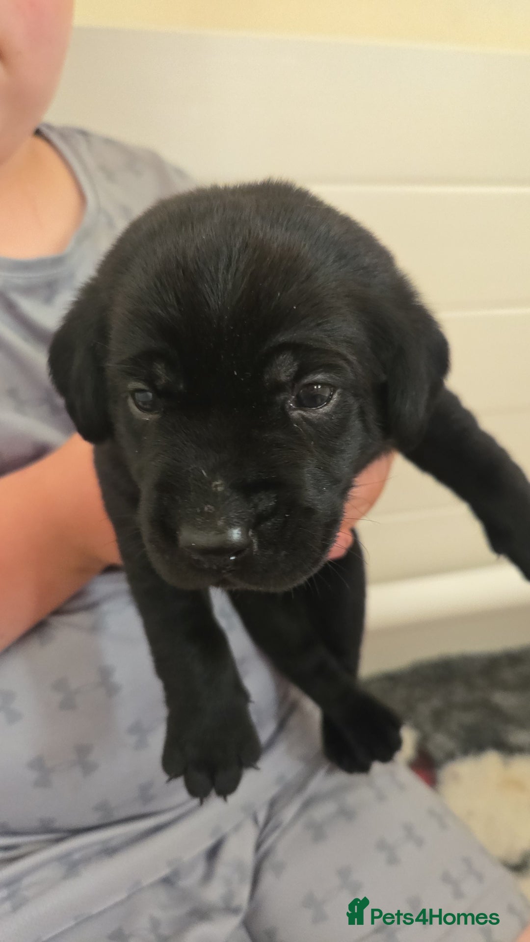Labrador Retriever dogs for sale: Labrador pups kc registered *1 boy left* in Edinburgh - Image 10