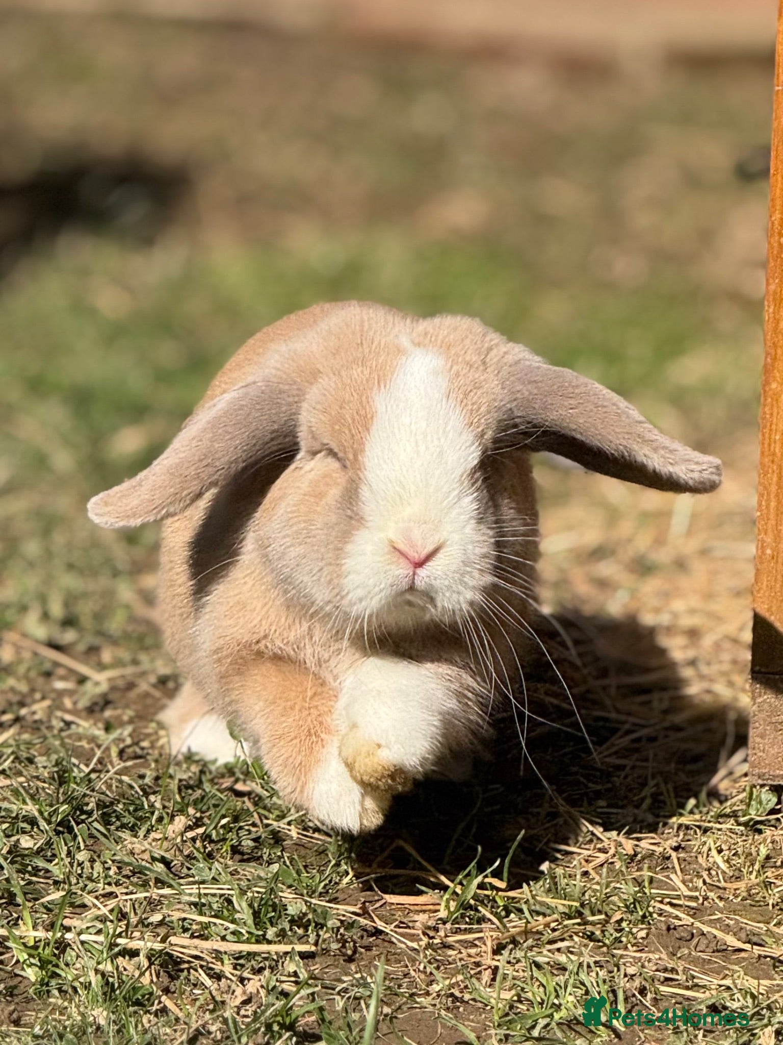 Mini Lop rabbits Purebred Mini Lop Buck 💙 - Advert 1