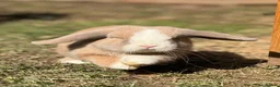 Mini Lop rabbits for sale: Purebred Mini Lop Buck 💙 - Advert 1