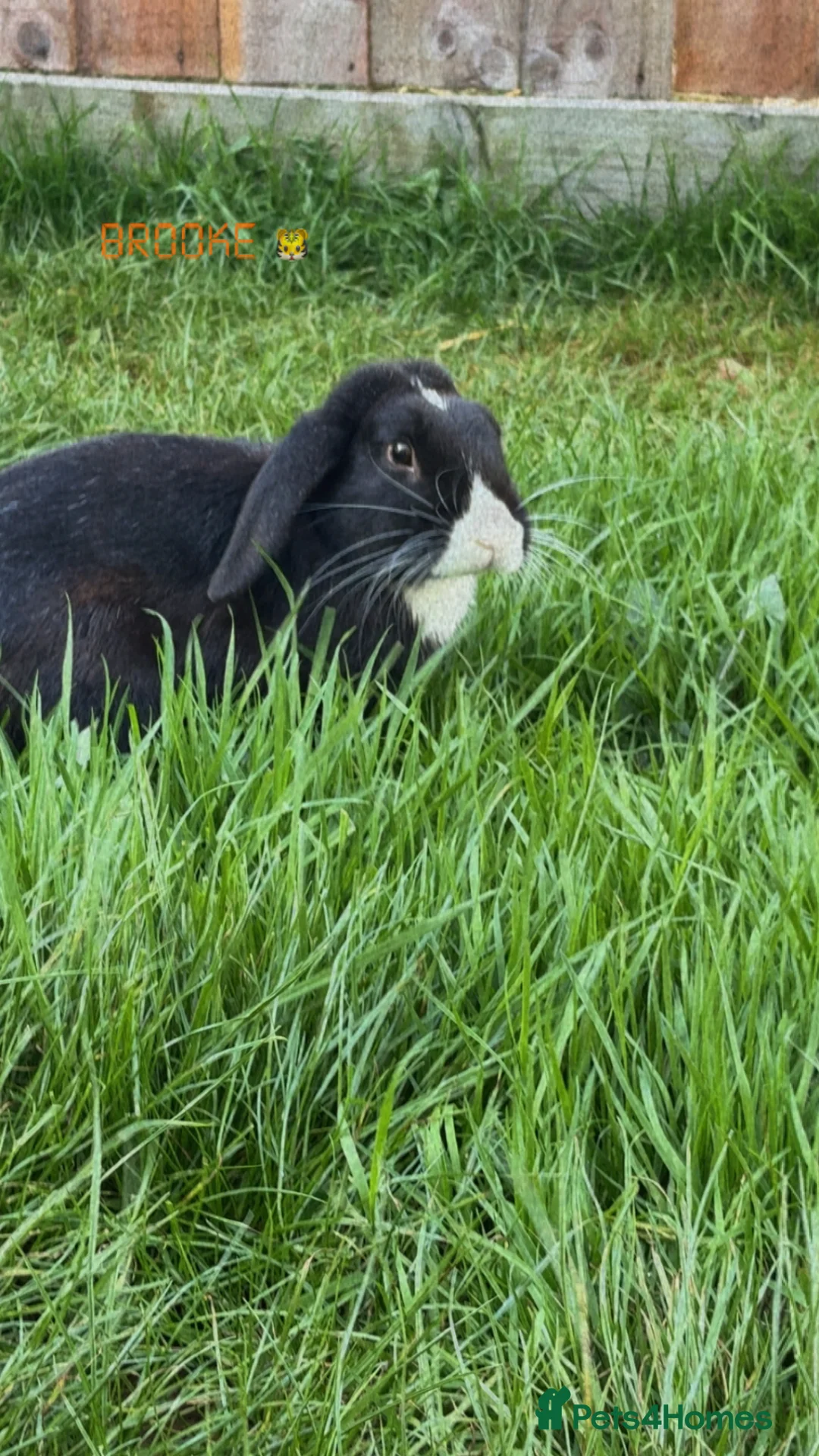 Mixed Breed rabbits for sale: Rabbit for sale PLEASE READ AD.  in Banbury - Advert 5