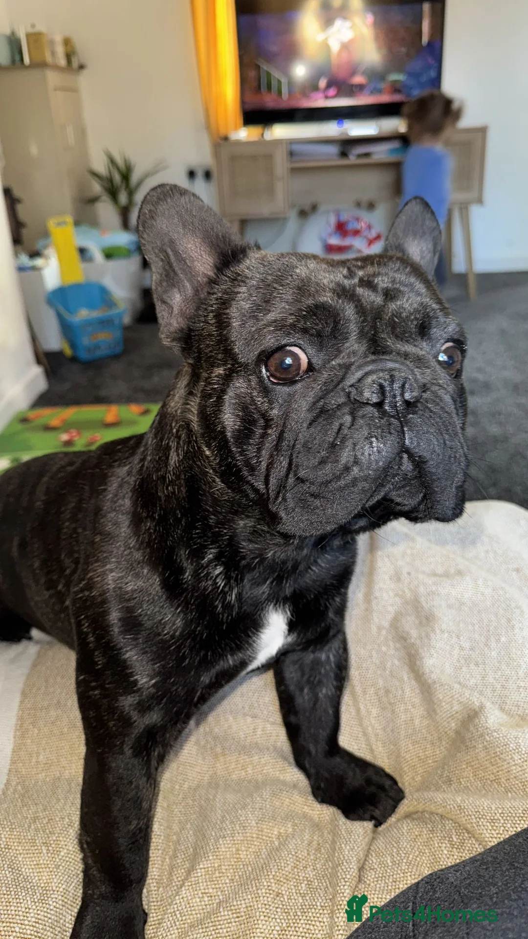 French Bulldog dogs for sale: French bulldog male  in Pontefract - Advert 2