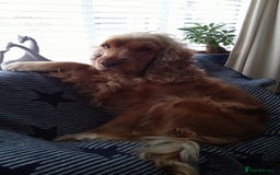 Cocker Spaniel dogs for sale: Cocker Spaniel - Image 1