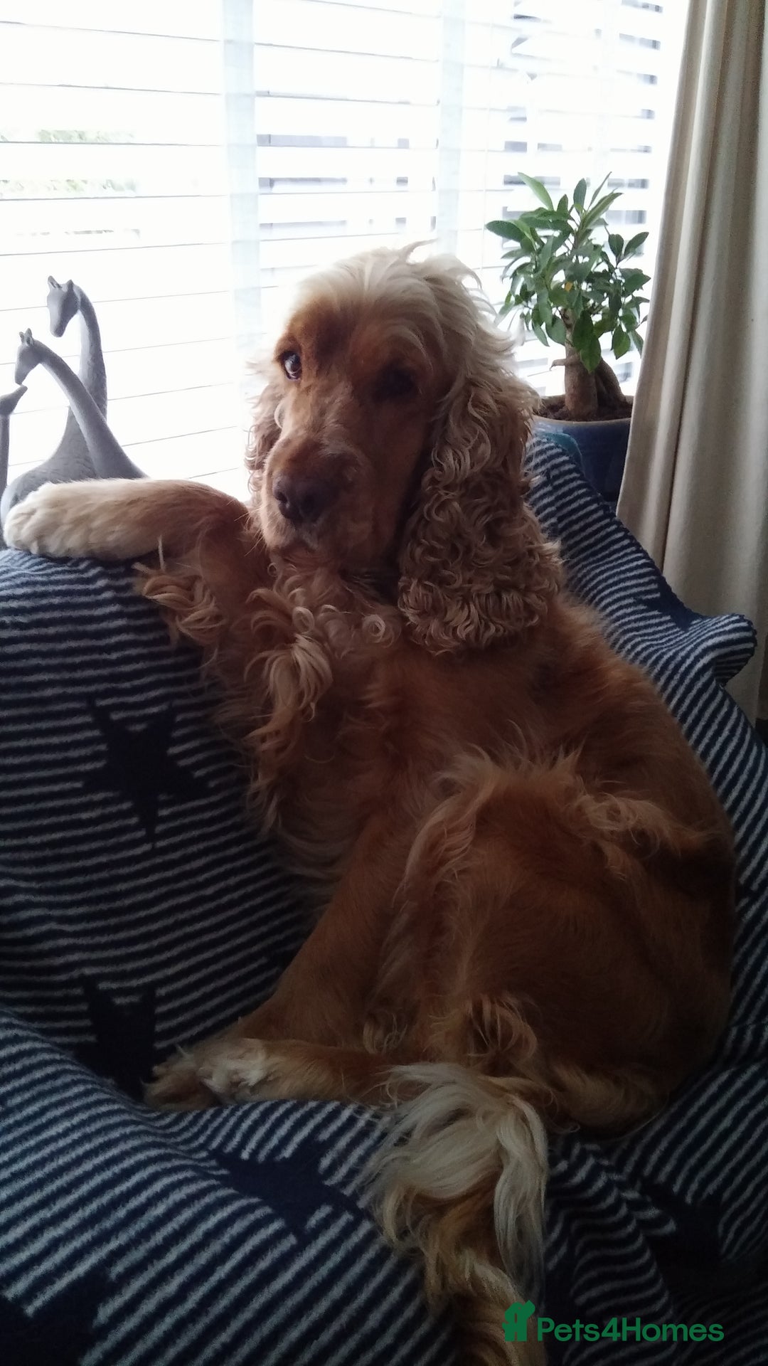 Cocker Spaniel dogs for sale: Cocker Spaniel - Image 1