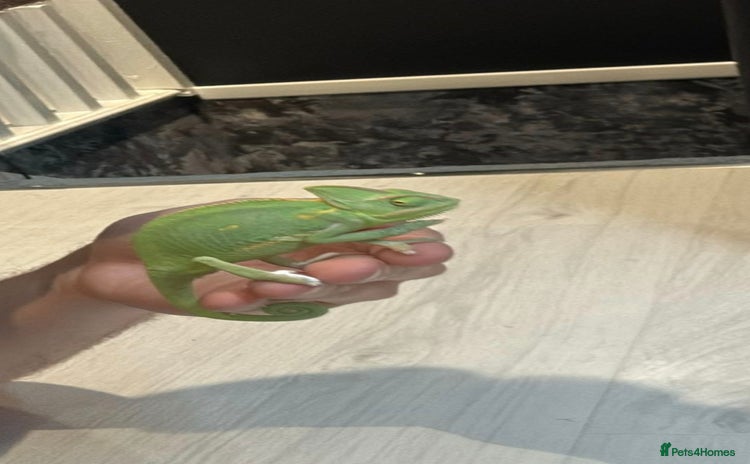 Chameleon reptiles - Advert 1