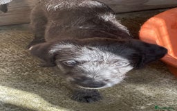 Mixed Breed dogs for sale: F1 Beddy  whippet out of KC health tested parents - Image 7