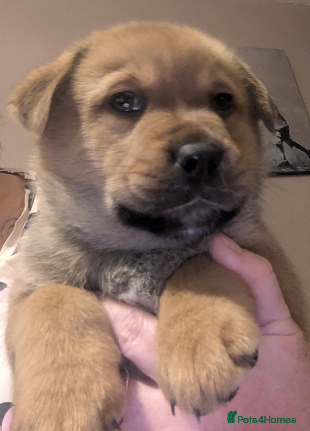 Mixed Breed dogs for sale: Pup looking for her forever home  - Advert 1