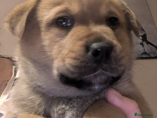 Mixed Breed dogs Pup looking for her forever home - Advert 1