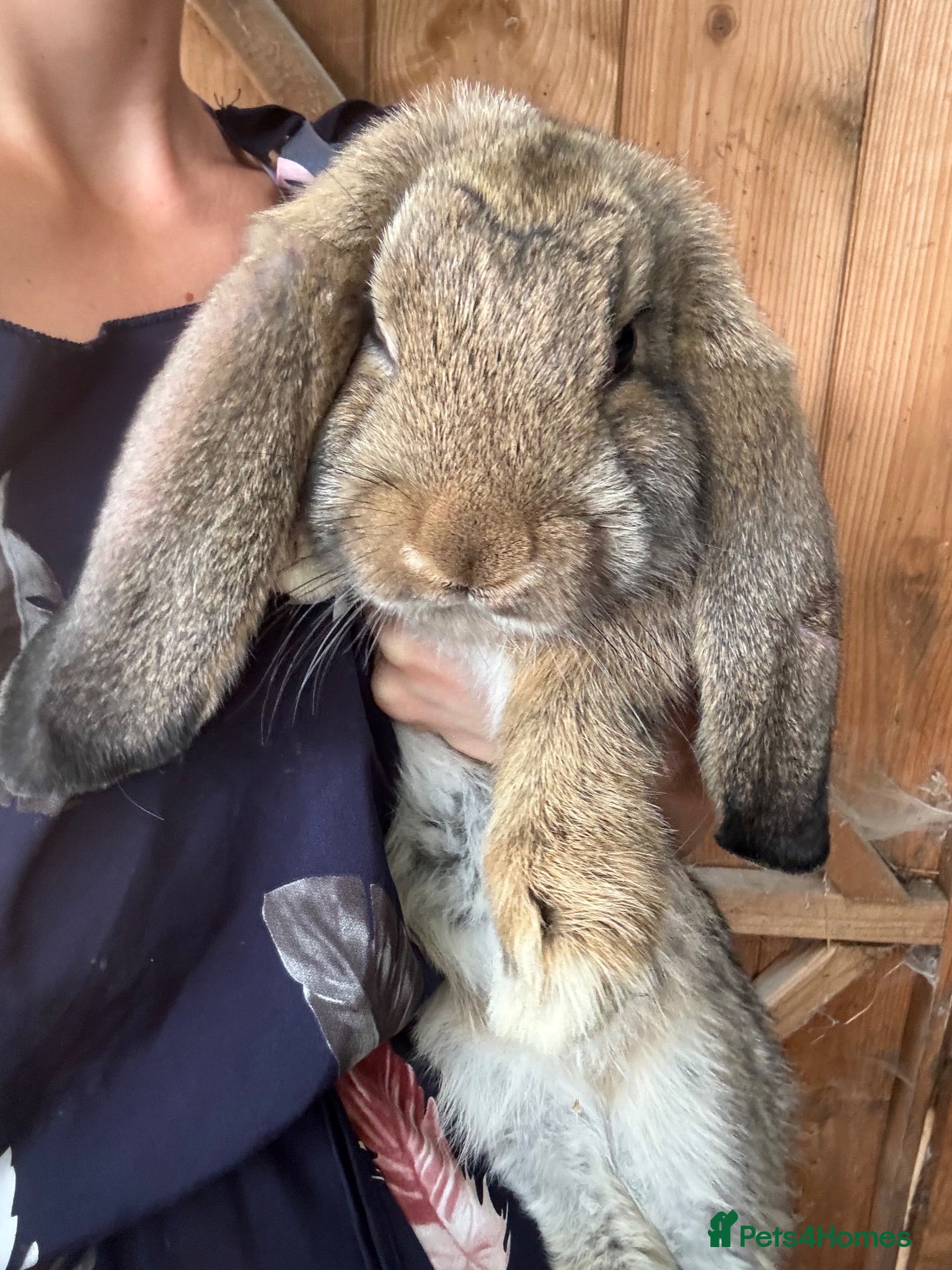 French Lop rabbits Quality Giant French Lops Ready - Advert 2