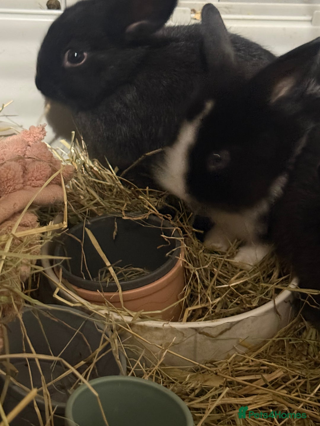 Mini Lion Lop rabbits for sale: lionlop baby bunny’s  - Image 4