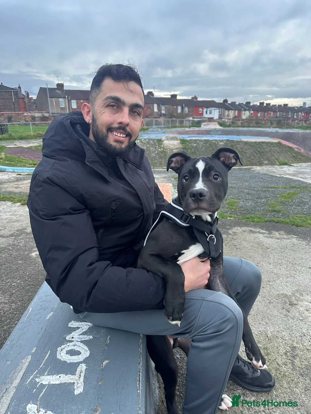 Staffordshire Bull Terrier dogs for sale: Axel is looking for his forever home  - Advert 3