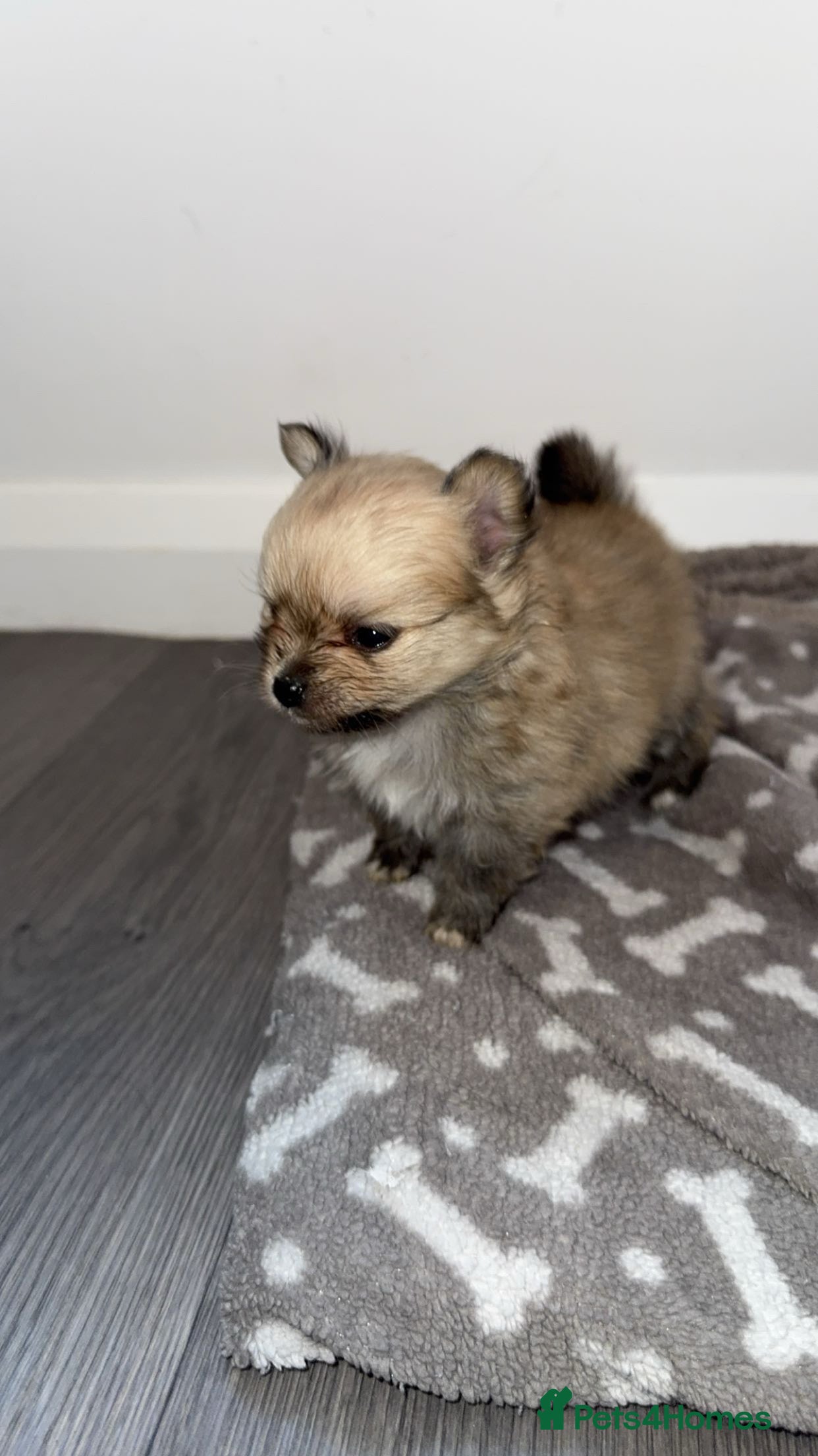 Pomchi dogs 💙Pomchi puppies💙Final boy  - Advert 10