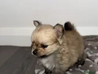 Pomchi dogs 💙Pomchi puppies💙Final boy - Advert 10