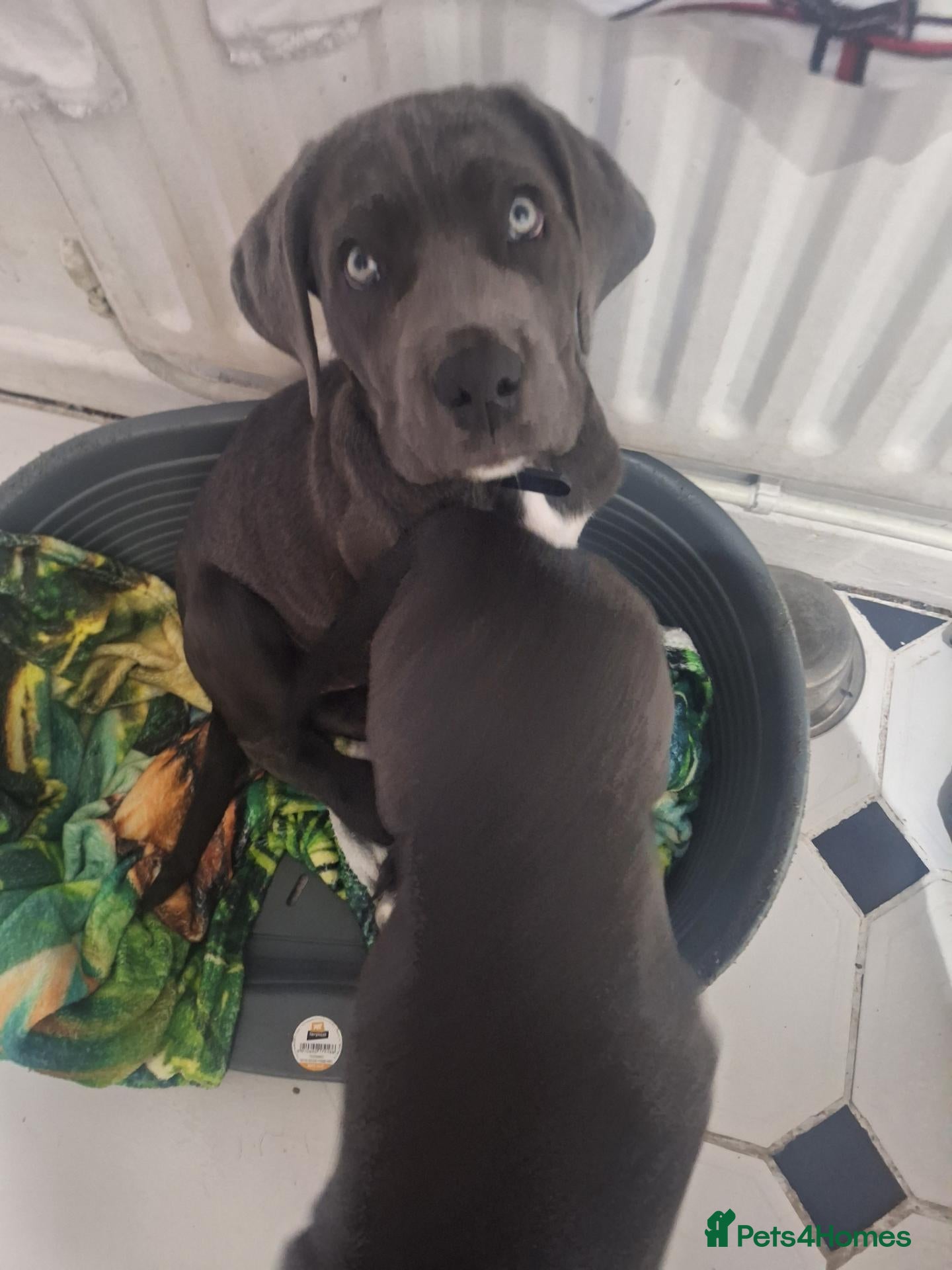 Cane Corso dogs for sale: Shelby - Advert 2