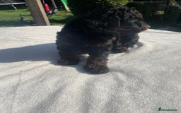 Cockapoo dogs for sale: Cockapoo Ready to leave now💕Only 1 boy left! - Image 22
